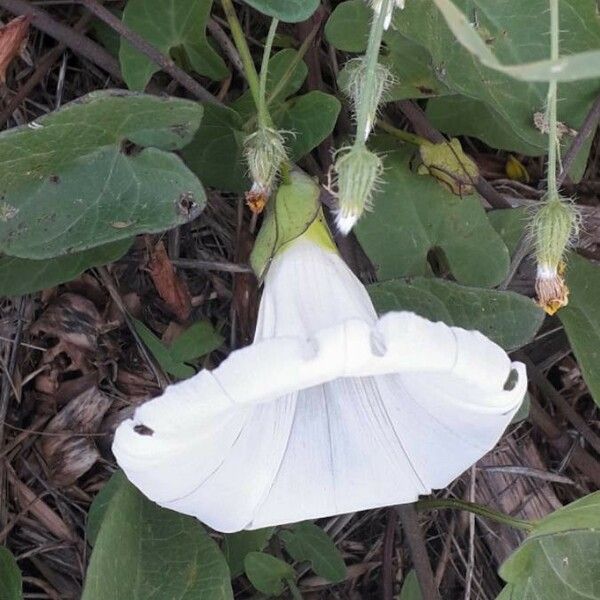 Convolvulus sepium Flower