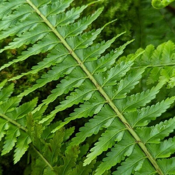 Asplenium boltonii Leaf