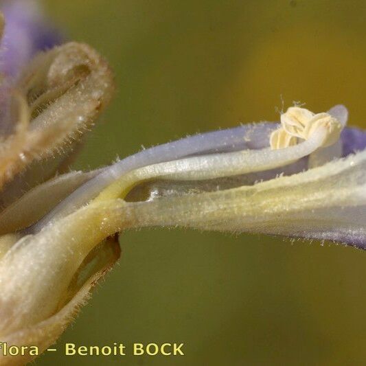 Orobanche mutelii 樹皮