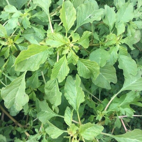 Amaranthus blitum Hoja