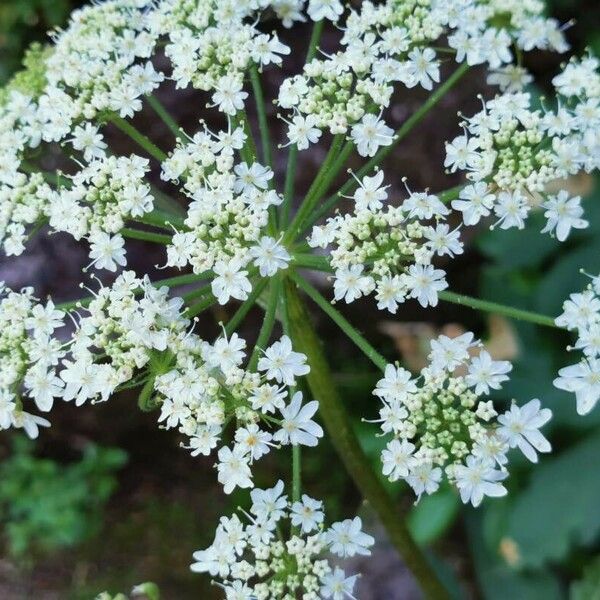 Heracleum maximum Flor