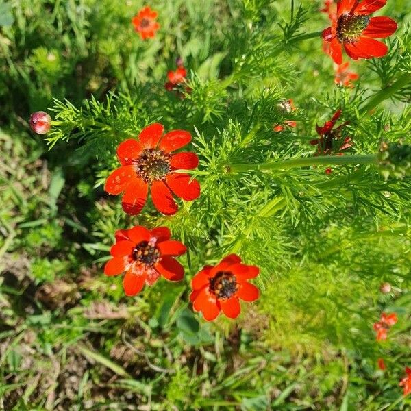 Adonis annua Flower