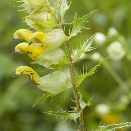 Rhinanthus pumilus Fruit