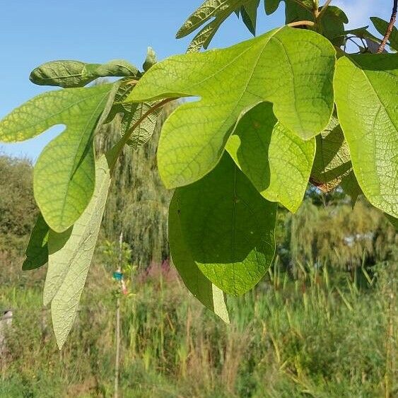 Sassafras albidum Лист