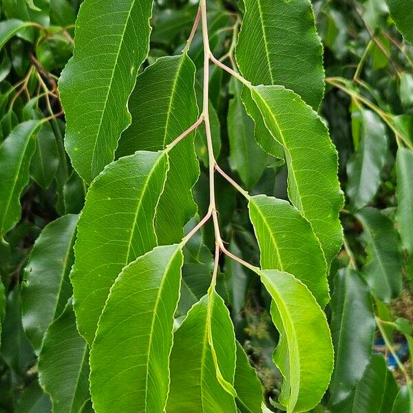 Prunus serotina برگ