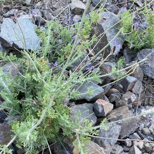 Lavandula multifida Folio