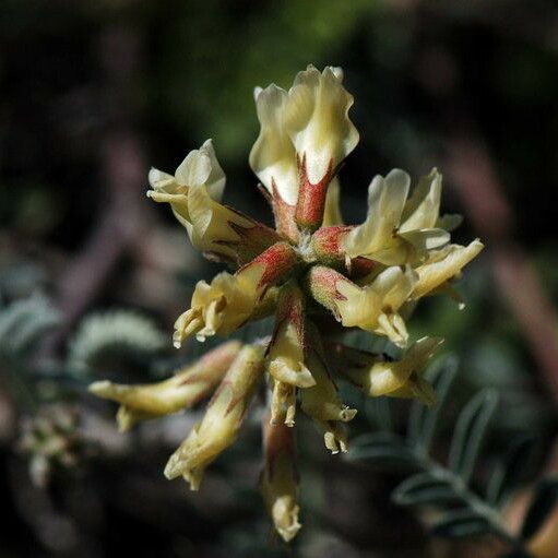 Astragalus miguelensis Flower