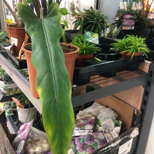 Alocasia lauterbachiana পাতা