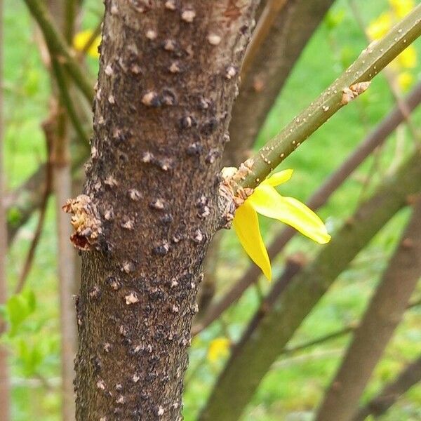 Forsythia viridissima Rinde