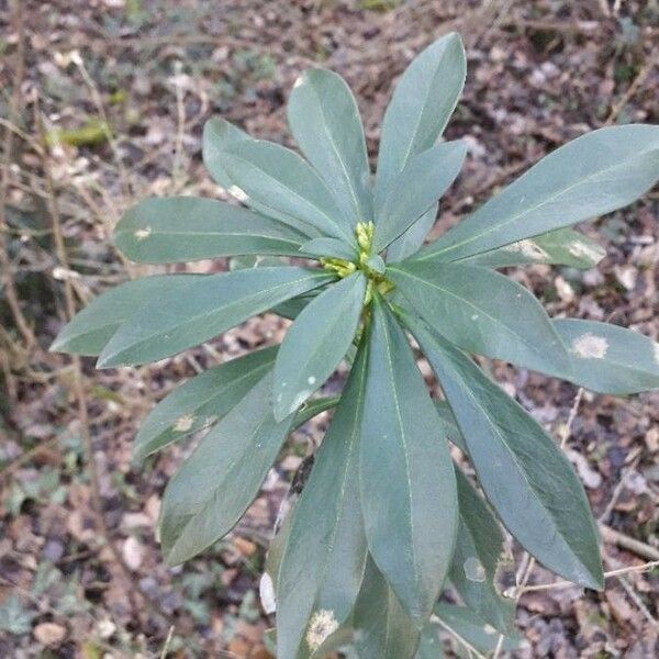 Daphne laureola Žiedas