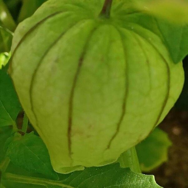 Physalis philadelphica Плод