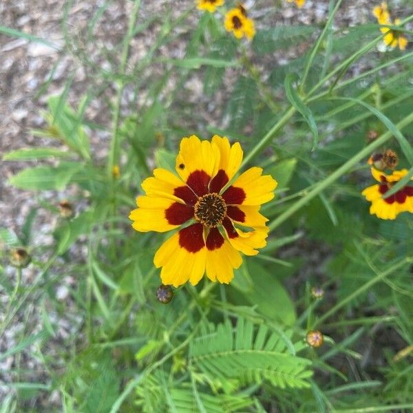 Coreopsis tinctoria Цветок