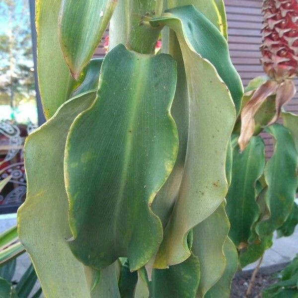 Costus barbatus Folha