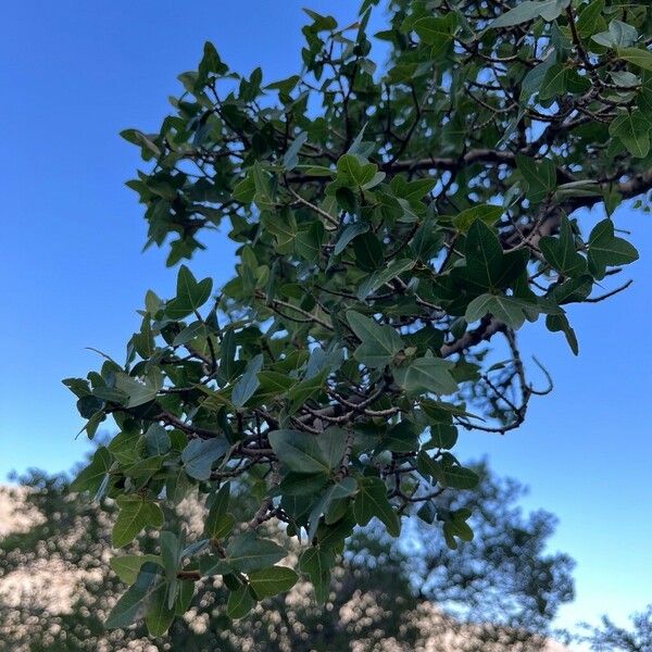 Acer sempervirens Листок