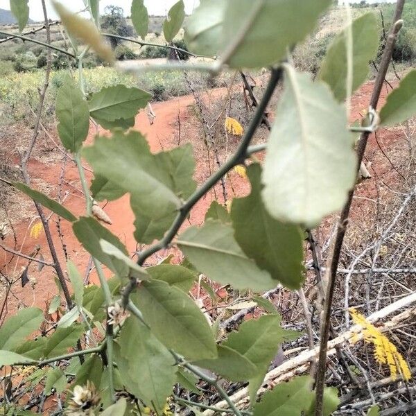 Capparis tomentosa برگ