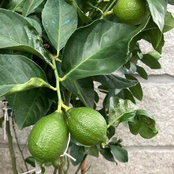 Citrus × aurantiifolia Fruit