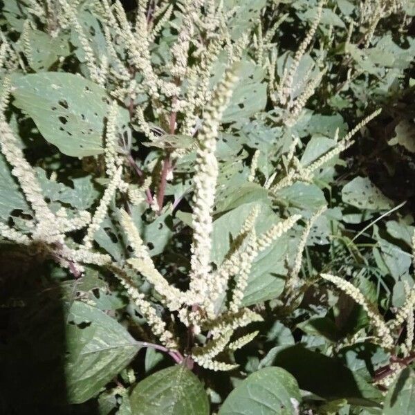 Amaranthus spinosus Yaprak