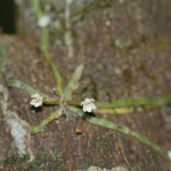 Taeniophyllum fasciola Цветок