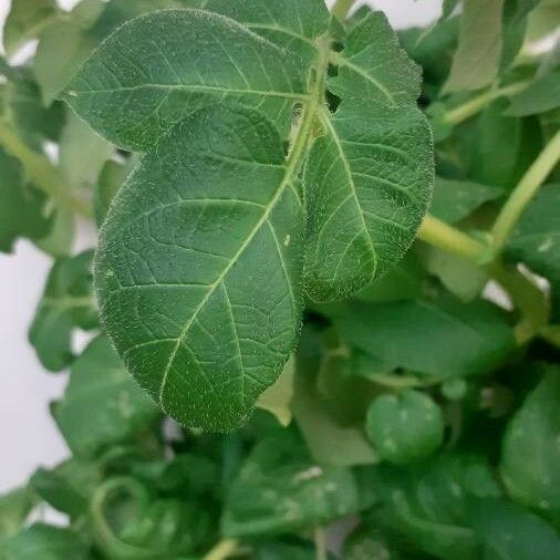 Solanum tuberosum Листок