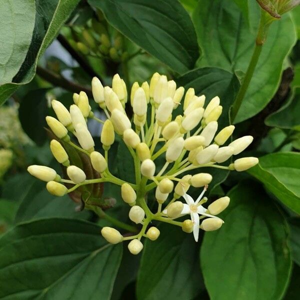 Cornus sanguinea Lorea