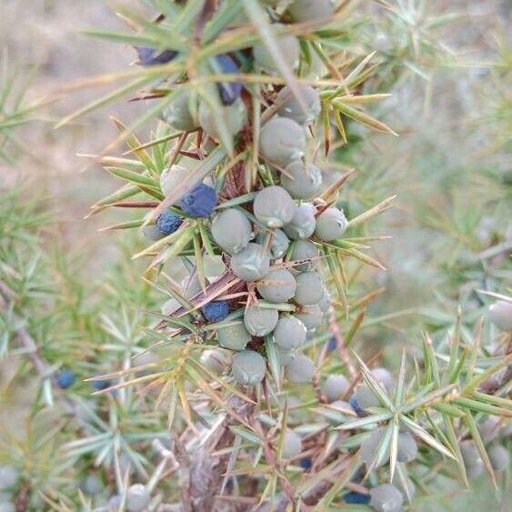 Juniperus communis 果