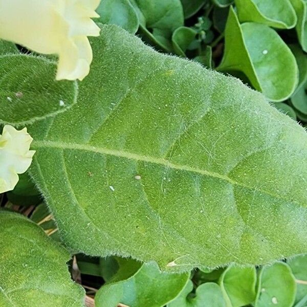 Nicotiana rustica Blad