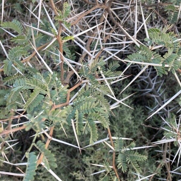 Acacia karroo Lubje