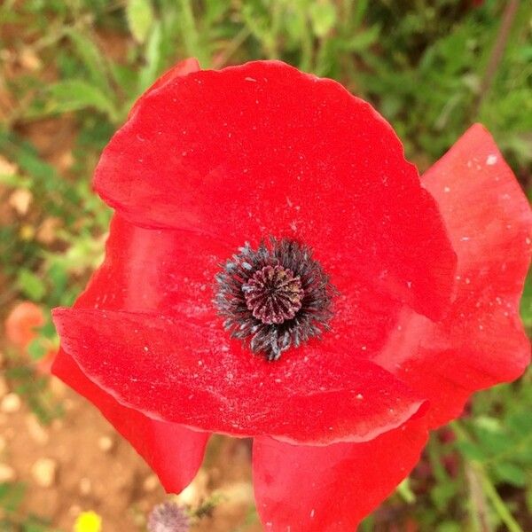 Papaver apulum Blomst