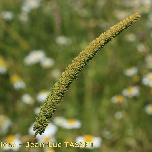 Phleum paniculatum Flower