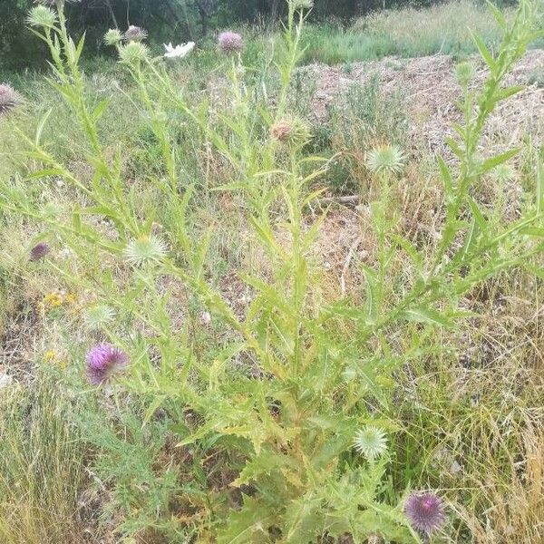 Onopordum tauricum Costuma