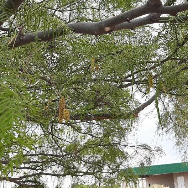 Prosopis chilensis Cvet