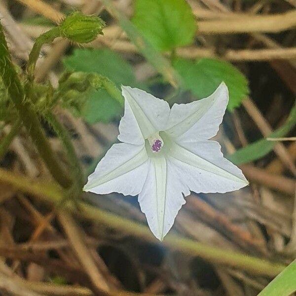 Convolvulus sagittatus Flower