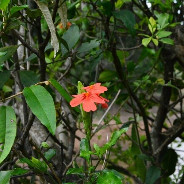 Crossandra massaica Blomma