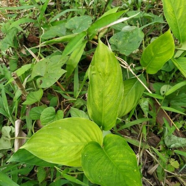 Maranta arundinacea Лист