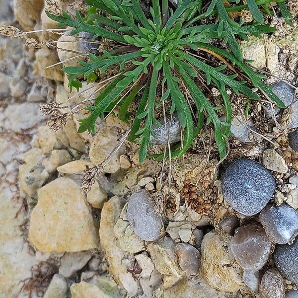 Plantago coronopus Elinympäristö