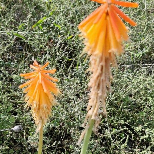 Kniphofia uvaria Çiçek