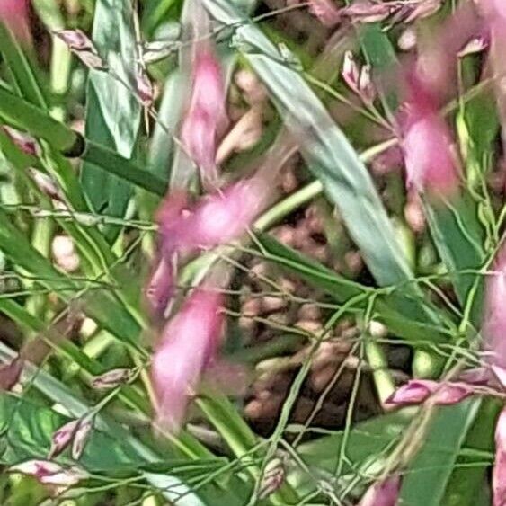 Panicum virgatum Blodyn