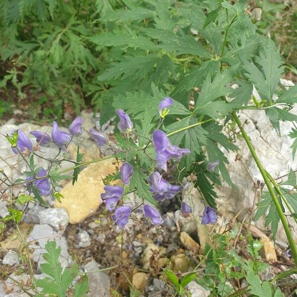 Aconitum variegatum Квітка