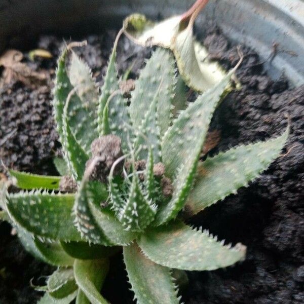 Haworthia herbacea Leaf