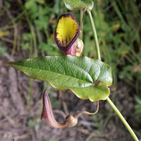 Aristolochia sempervirens Leaf