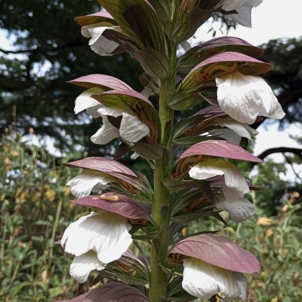 Acanthus mollis Frunză