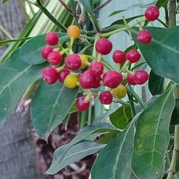 Psychotria capensis Vrucht