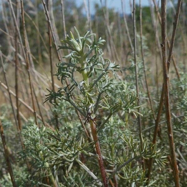 Artemisia chamaemelifolia Hábitos