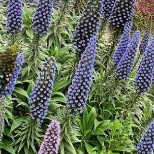 Echium webbii Floare