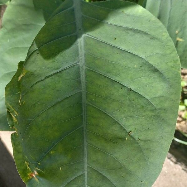 Nicotiana glauca 葉