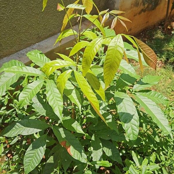 Swietenia macrophylla List