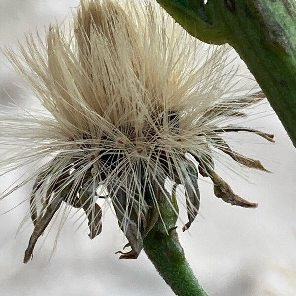 Hieracium umbellatum Frukto