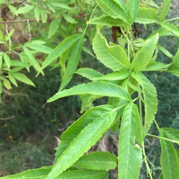 Tecoma stans Leaf