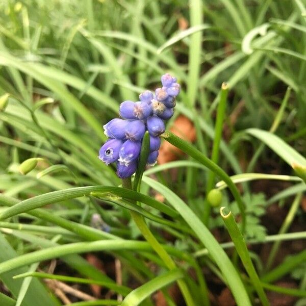 Muscari botryoides Кветка