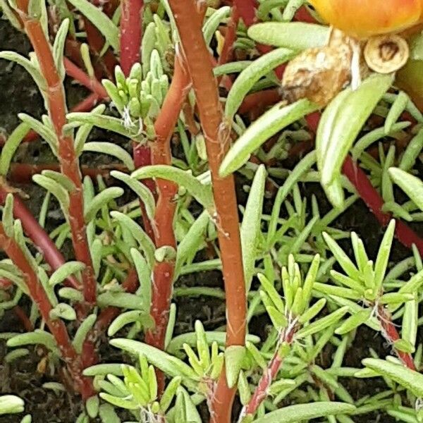 Portulaca grandiflora Écorce